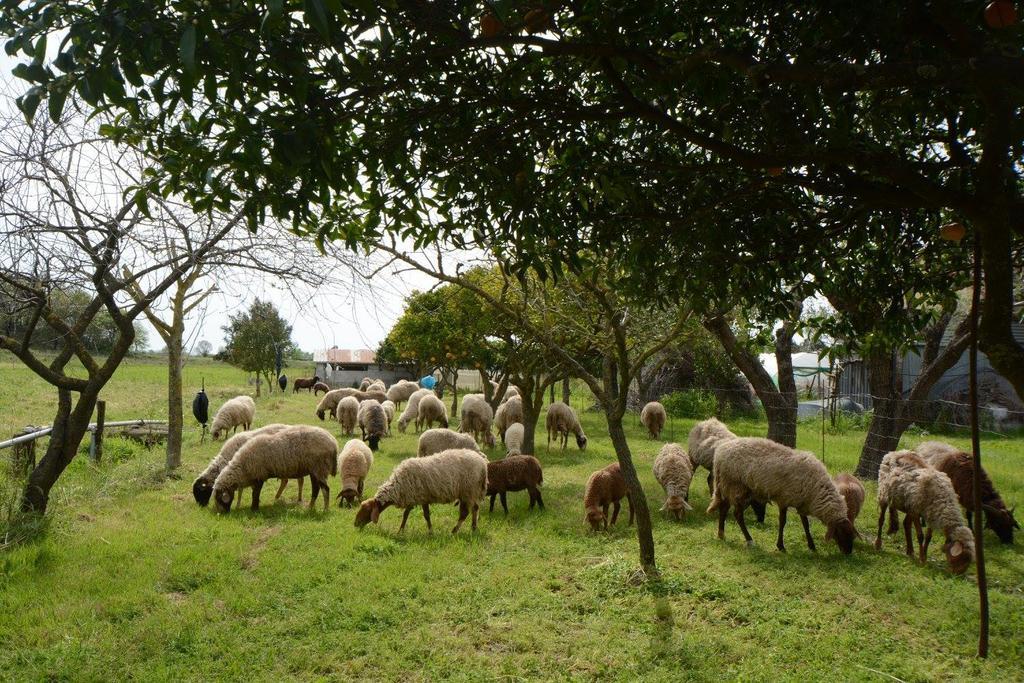 Agriturismo Terra Di Elea Azienda Agricola Di Raimondo Michela Ашеа Экстерьер фото